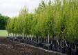 В Калужской области высажено более миллиона деревьев