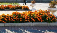 Чиновники Калуги украсили город цветами