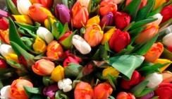19 точек продажи цветов откроются к 8 марта