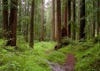 В Калуге установят запрет на посещение лесов