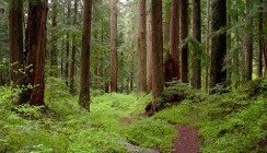В Калуге установят запрет на посещение лесов