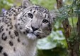 ВТБ и Всемирный фонд дикой природы продолжают сотрудничество по сохранению редких кошачьих