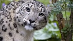 ВТБ и Всемирный фонд дикой природы продолжают сотрудничество по сохранению редких кошачьих