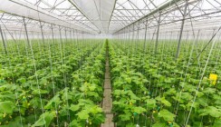 ВТБ поддержал инвестиционный проект агрокомплекса «Весна»